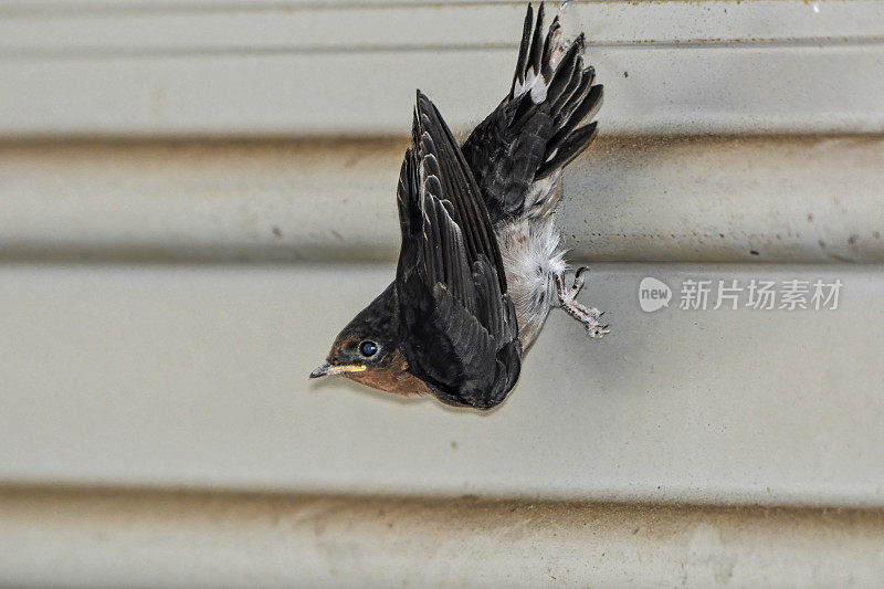 欢迎燕子孵化(Hirundo neoxena)